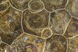 Polished Fossil Coral (Actinocyathus) - Morocco #100667-1